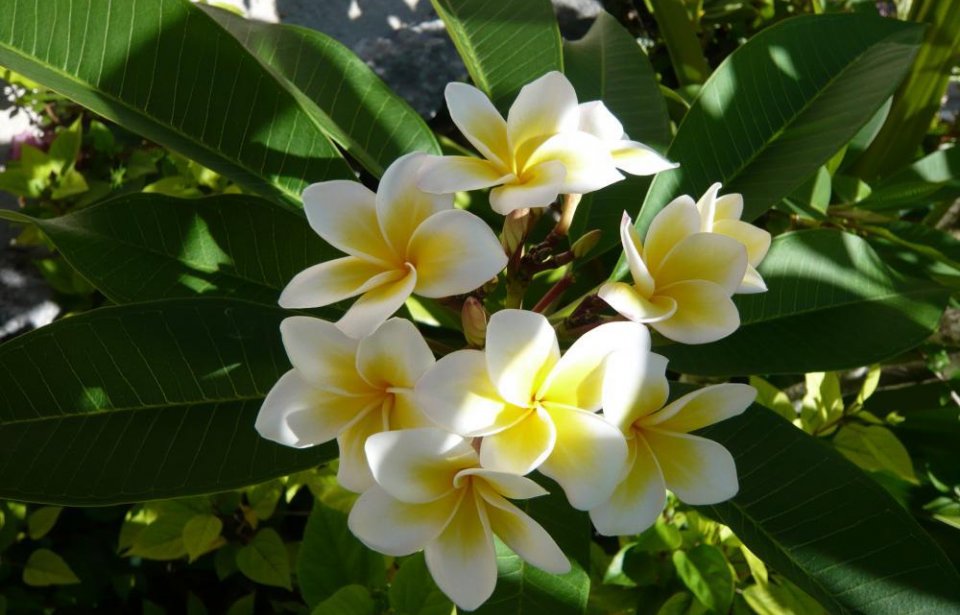 Tonga