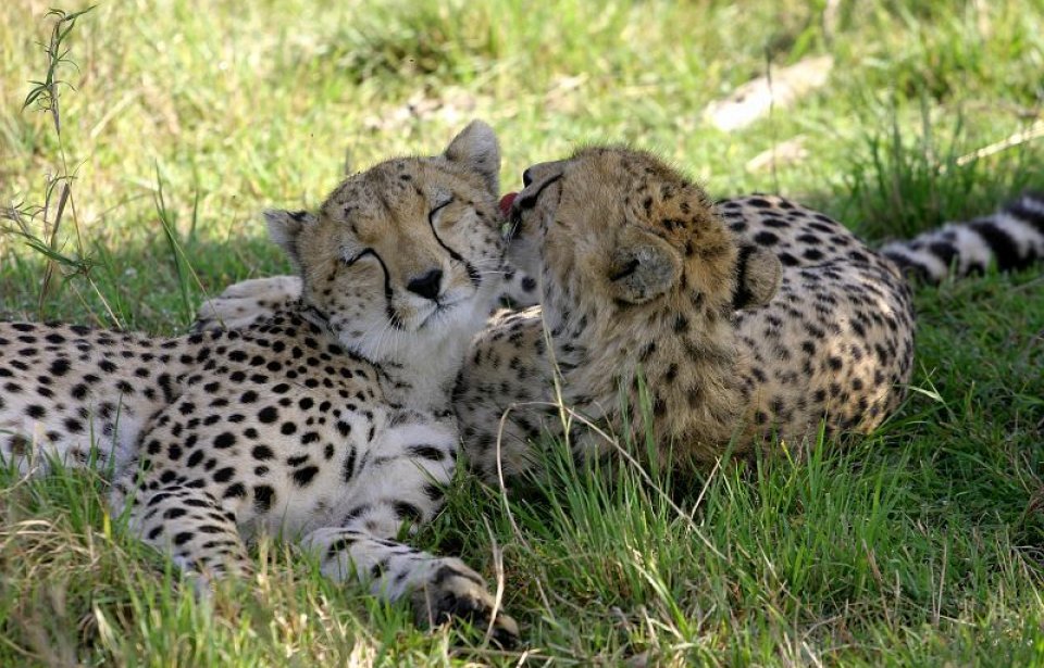 Kenia