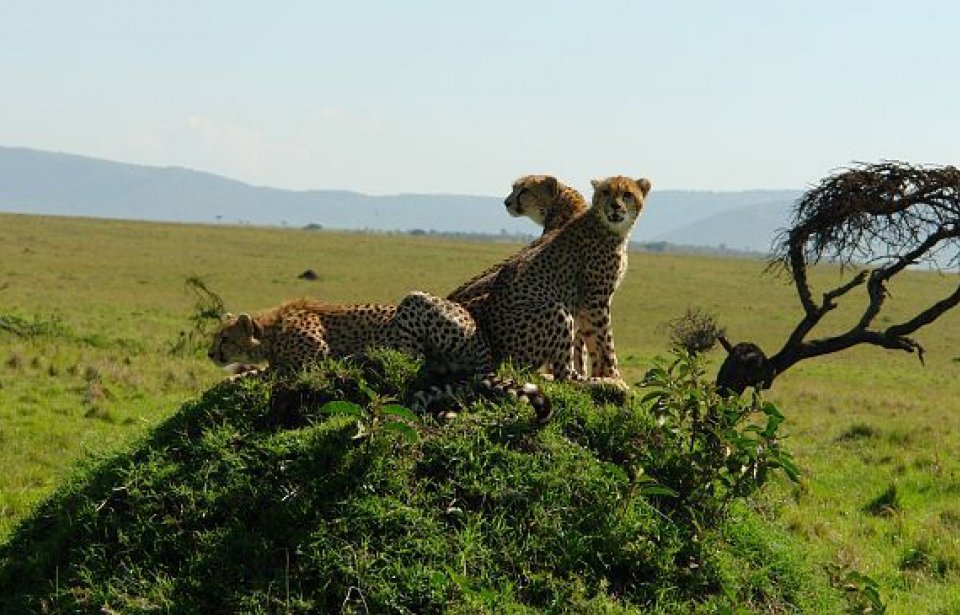 Kenia