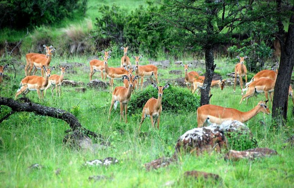 Kenia