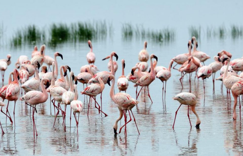 Kenia