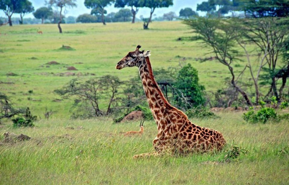 Kenia