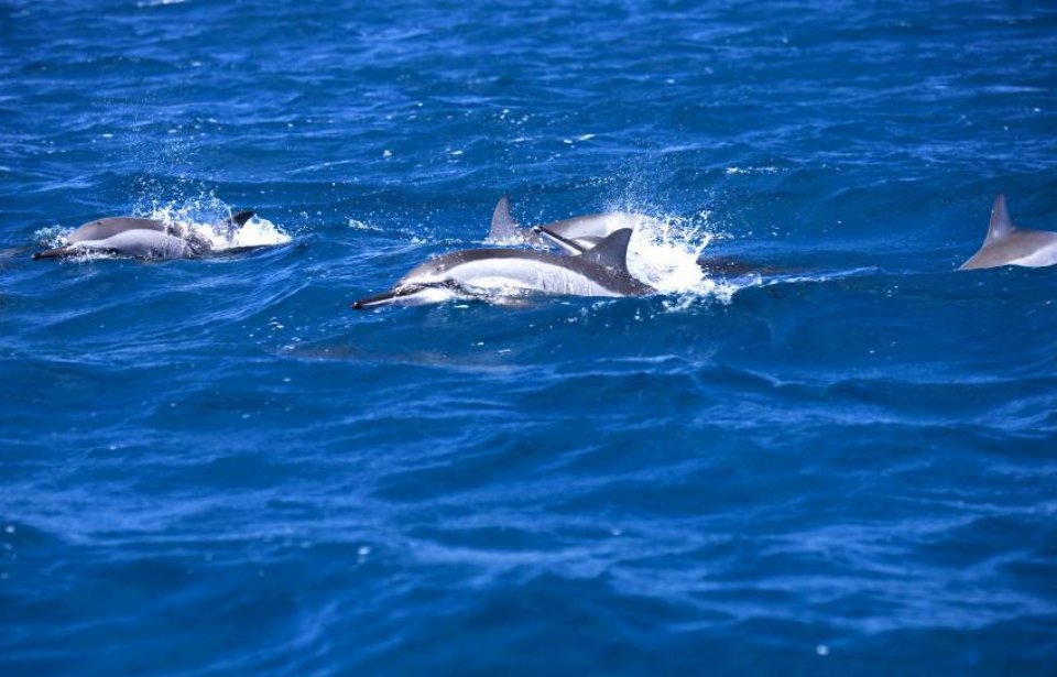 Mauritius