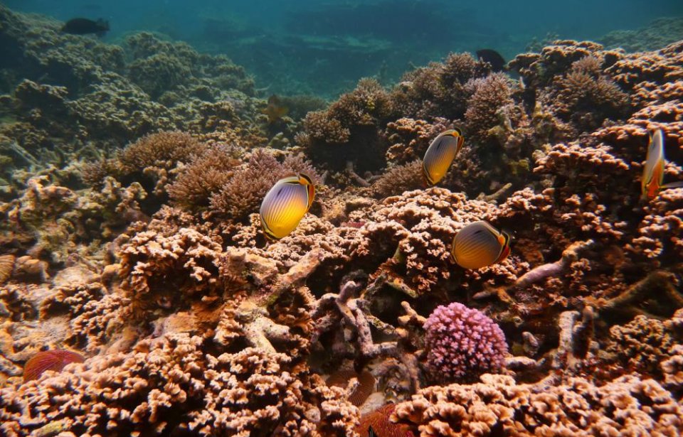 Mauritius