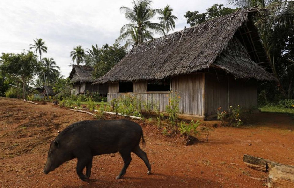Papua uusi-guinea