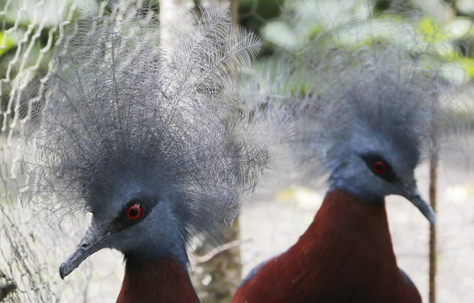 Papua uusi-guinea